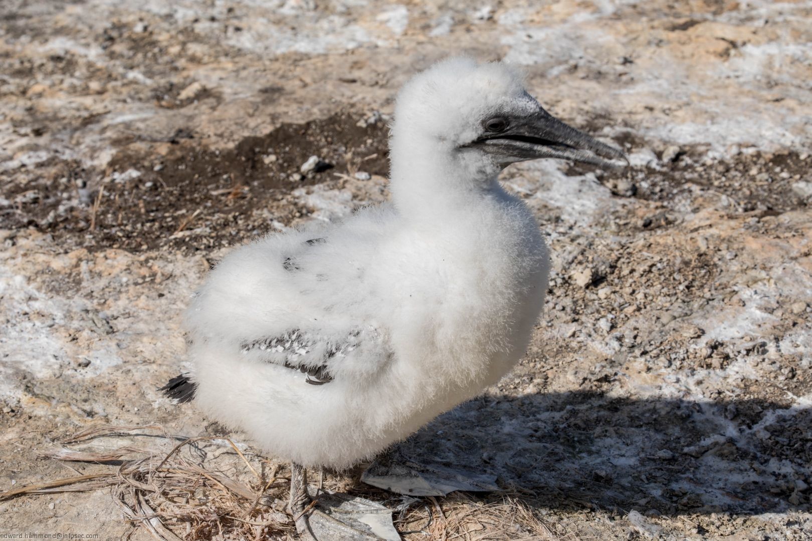 Muriwai Gannet Colony, New Zealand
