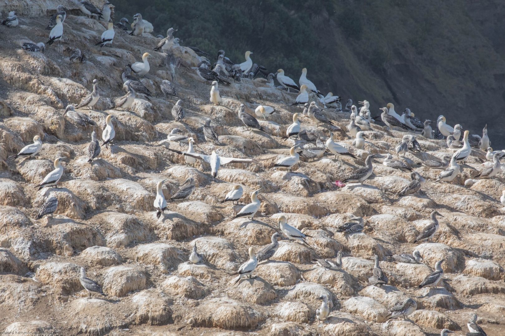 Muriwai Gannet Colony, New Zealand