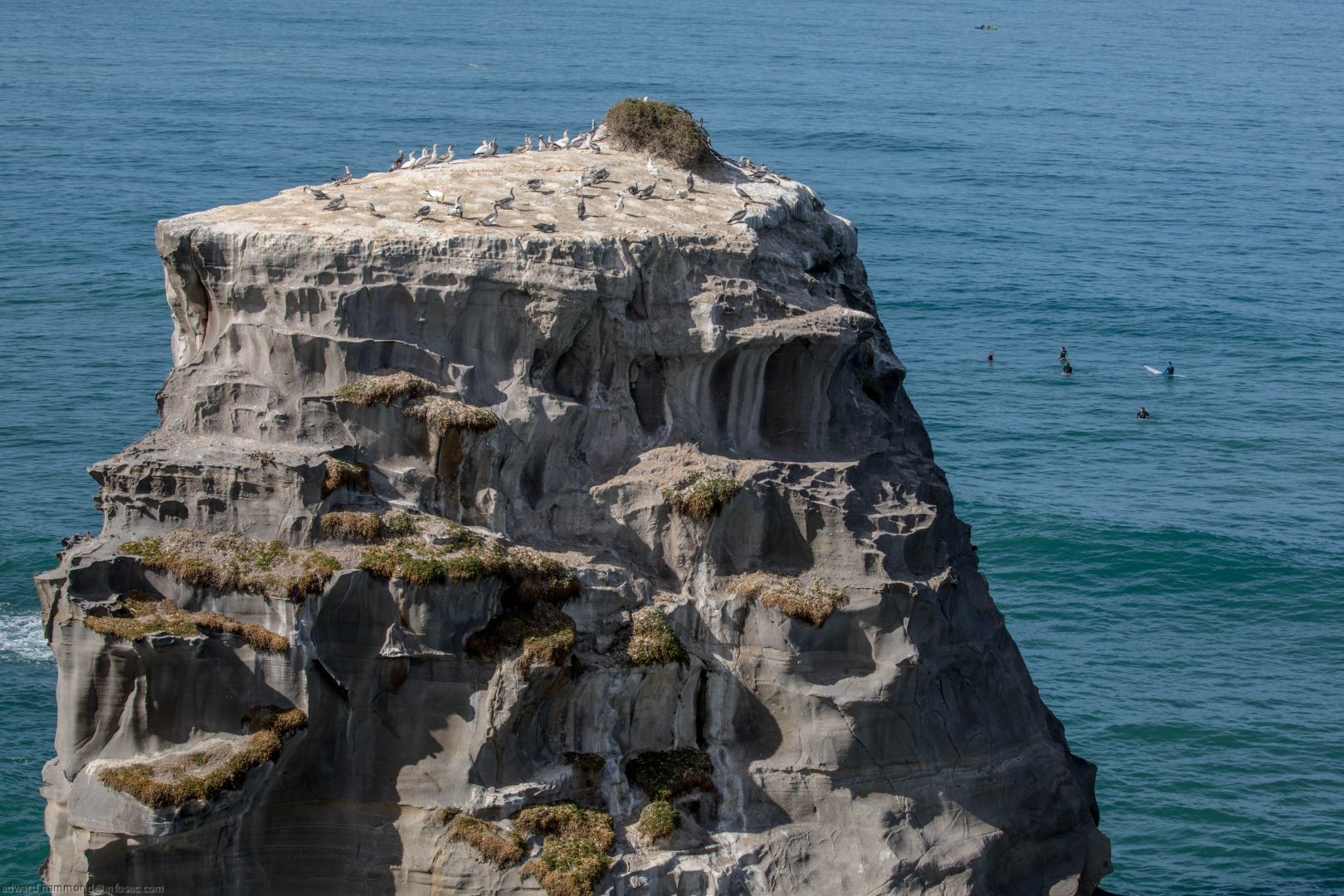 Muriwai Gannet Colony, New Zealand