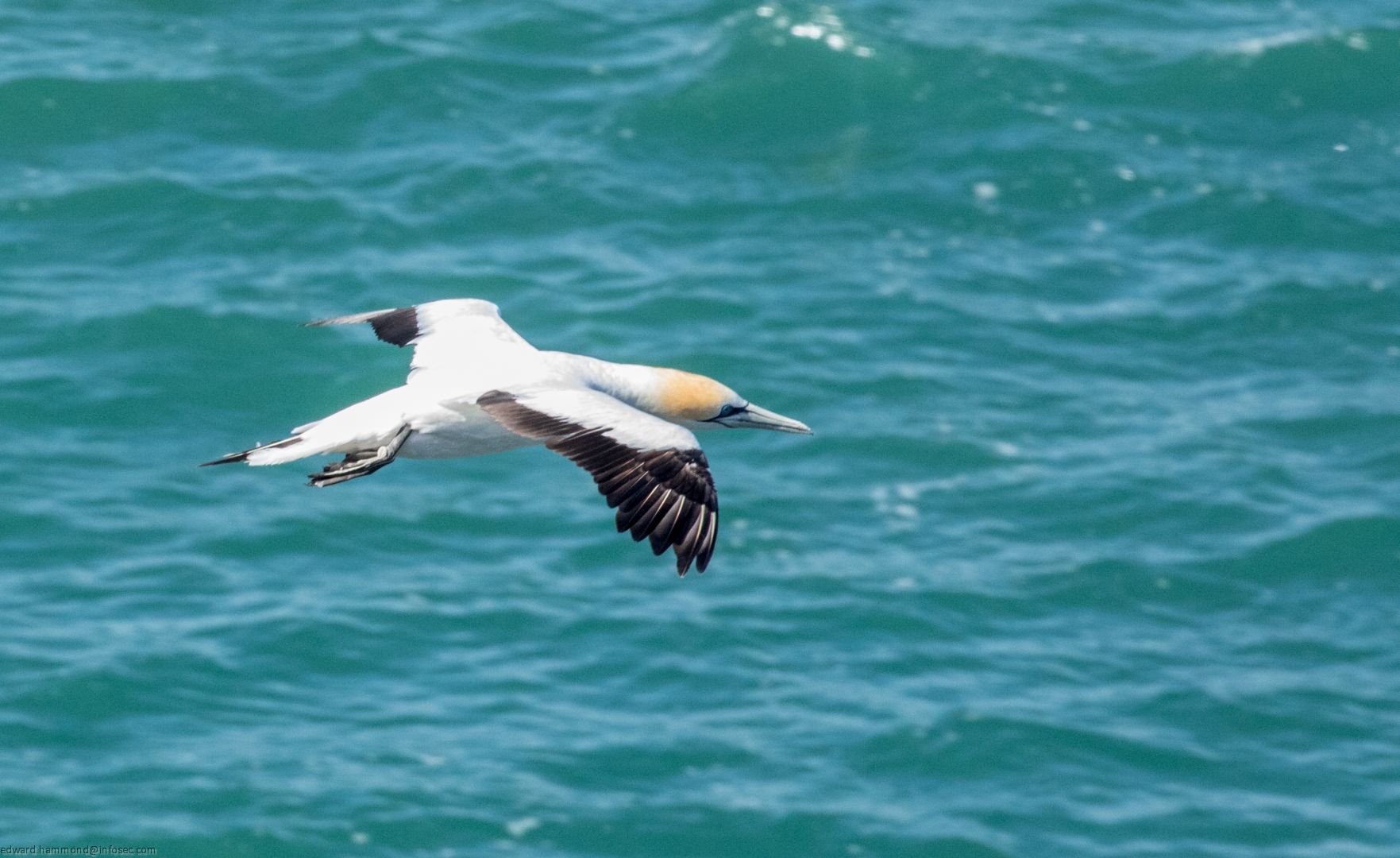 Muriwai Gannet Colony, New Zealand