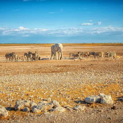 Nebrownii Waterhole, Etosha, Namibia