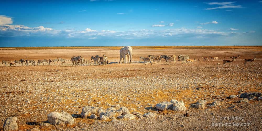 Nebrownii Waterhole, Etosha