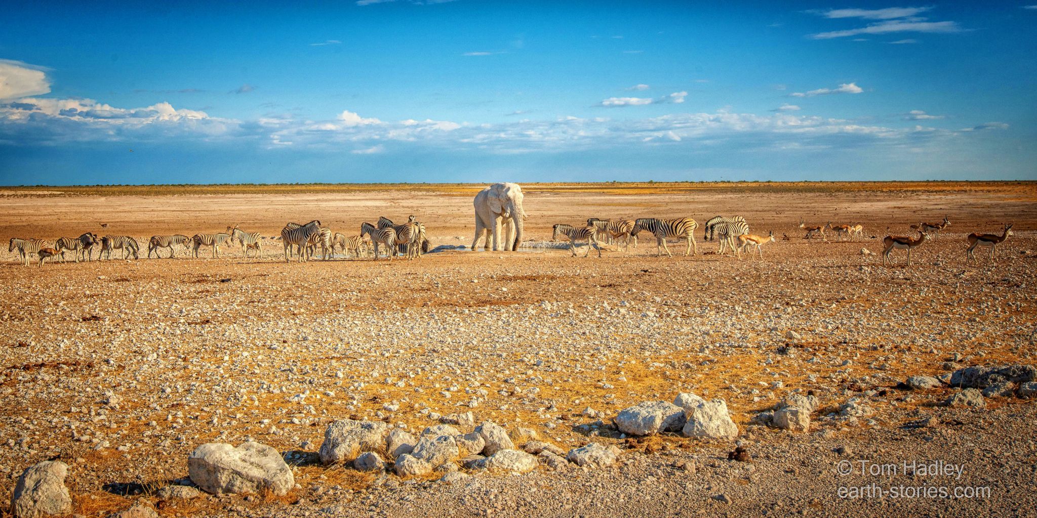 Nebrownii Waterhole, Etosha, Namibia