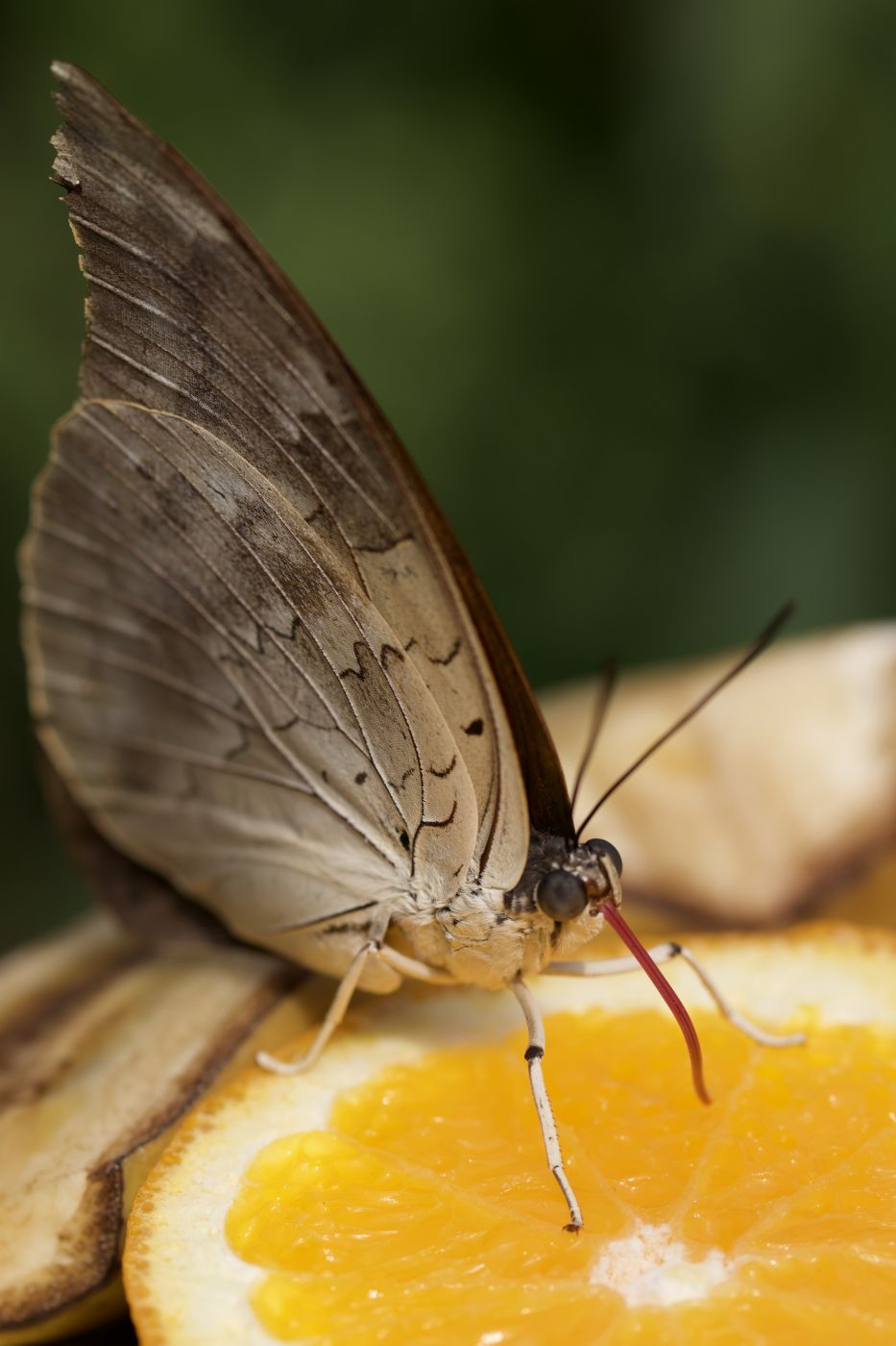 Papiliorama - Butterfly dome, Switzerland