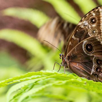 Papiliorama - Butterfly dome, Switzerland