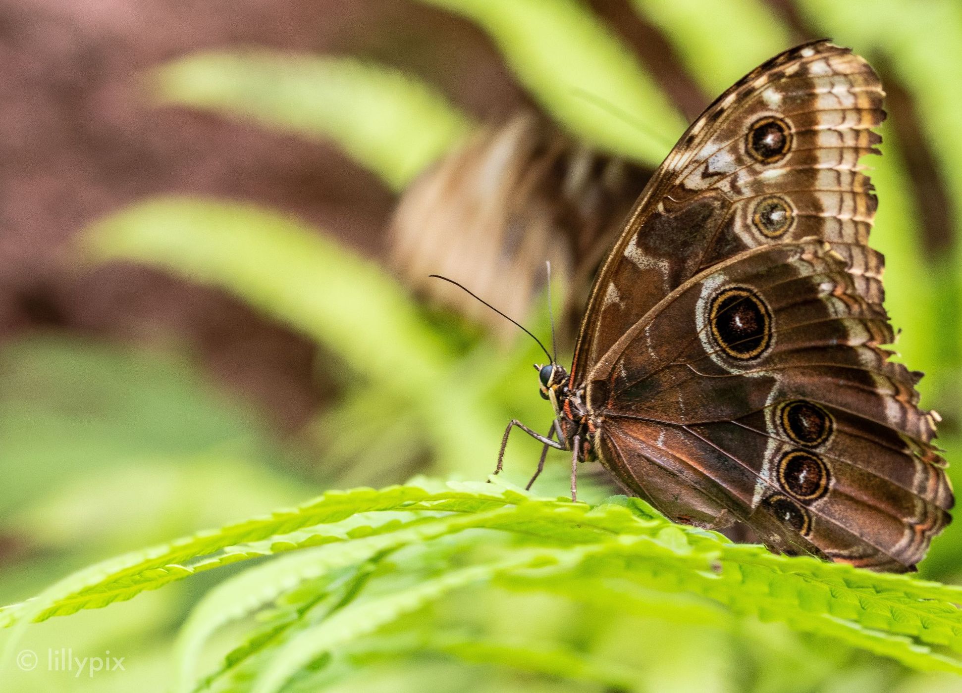 Papiliorama - Butterfly dome, Switzerland