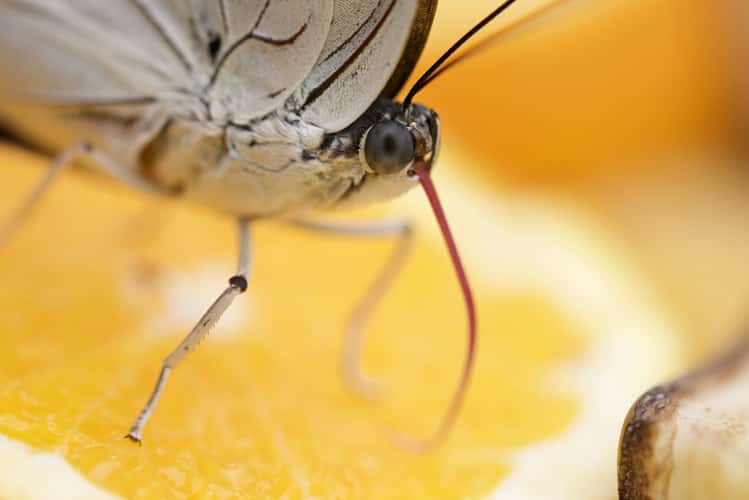 Papiliorama - Butterfly dome