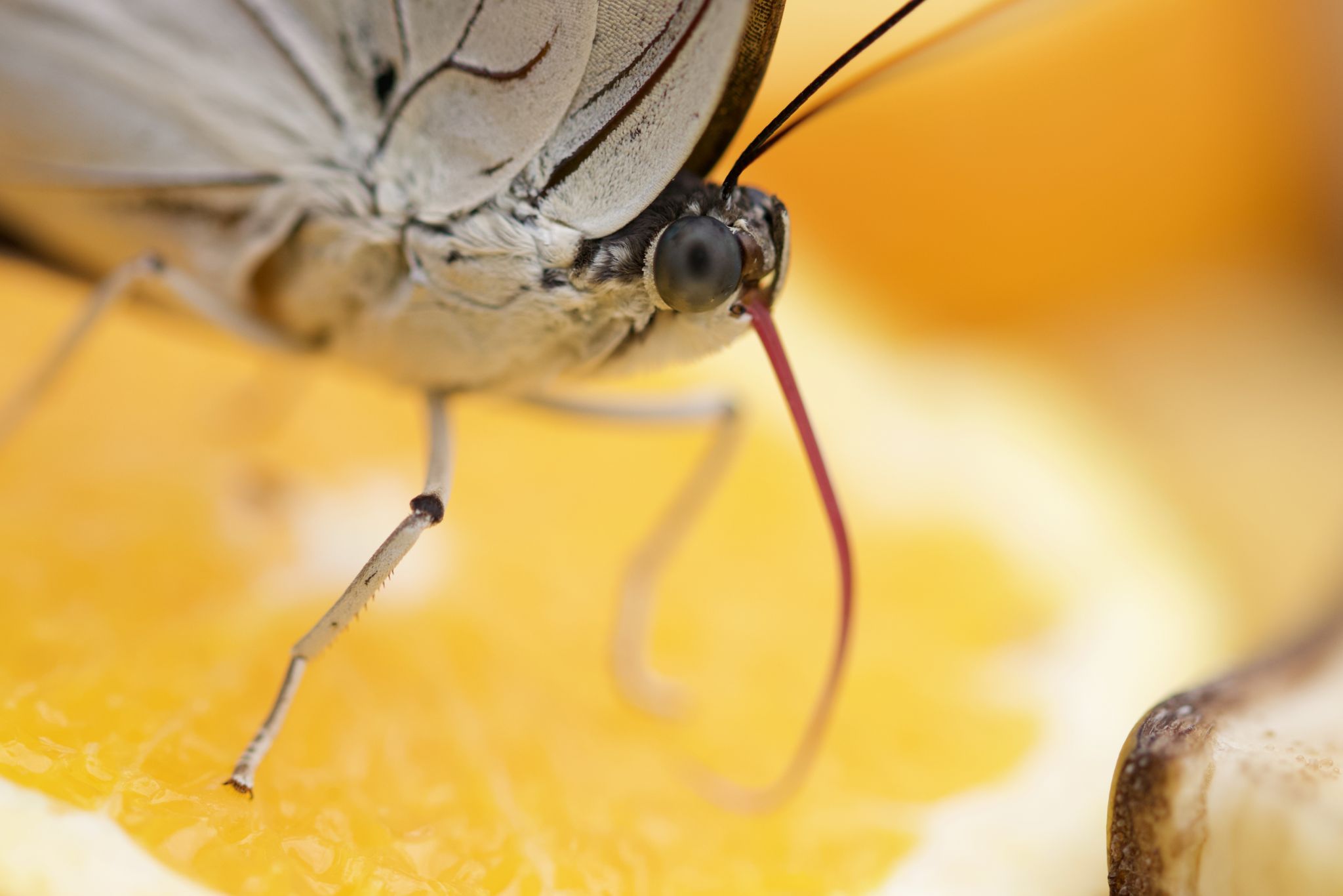 Papiliorama - Butterfly dome, Switzerland