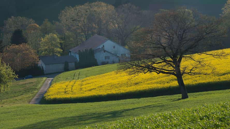 Rape fields in Spring