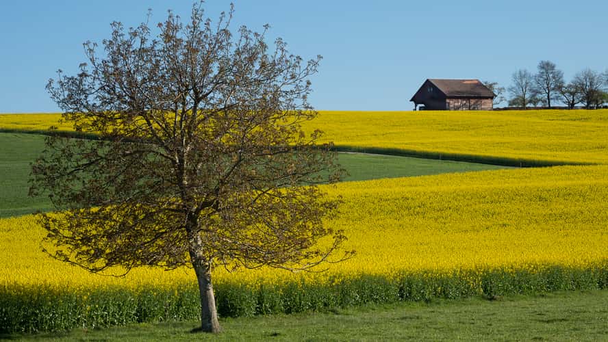 Rape fields in Spring