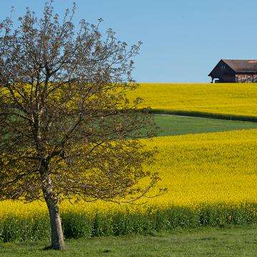 Rape fields in Spring, Switzerland