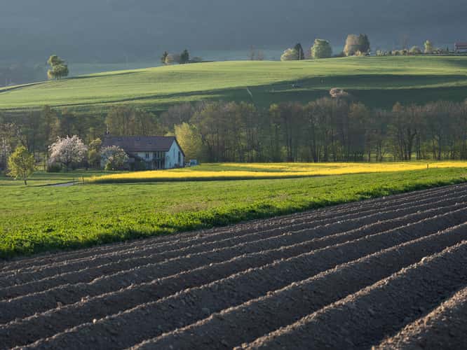 Rape fields in Spring