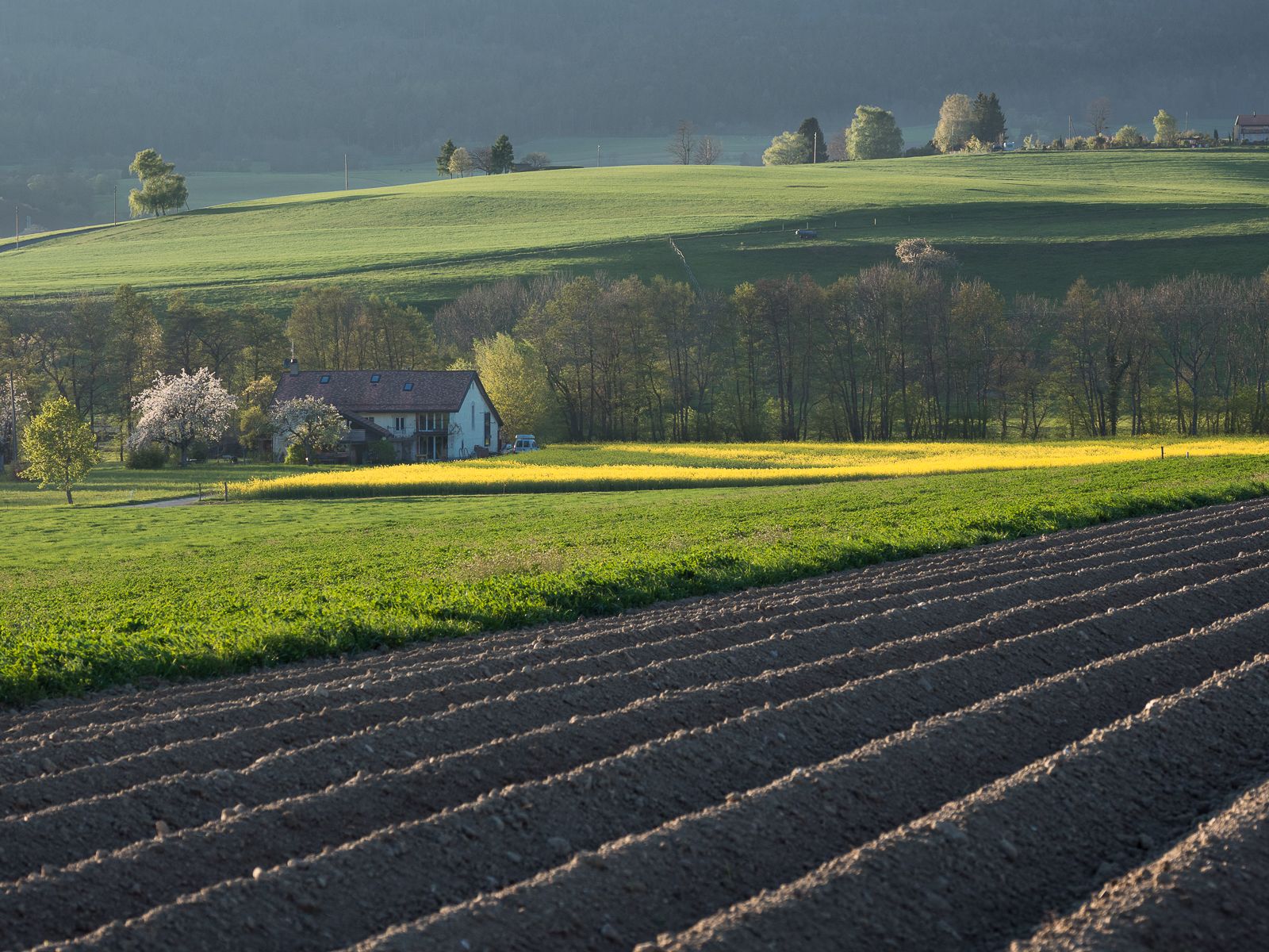 Rape fields in Spring, Switzerland