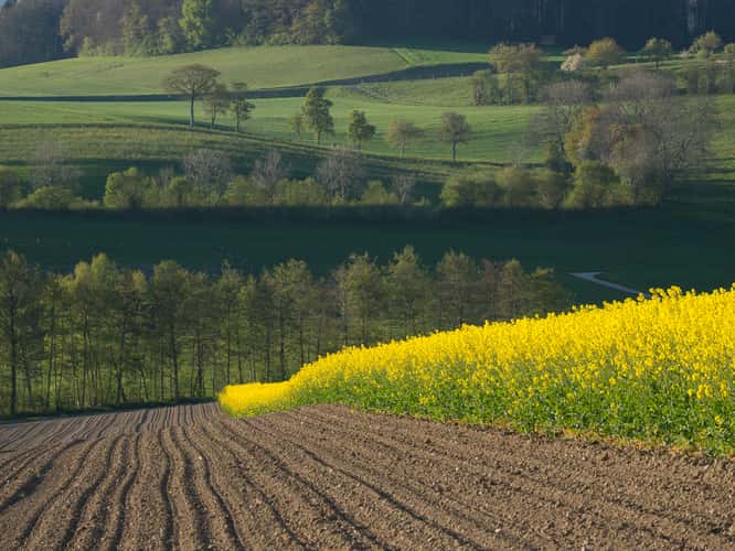 Rape fields in Spring