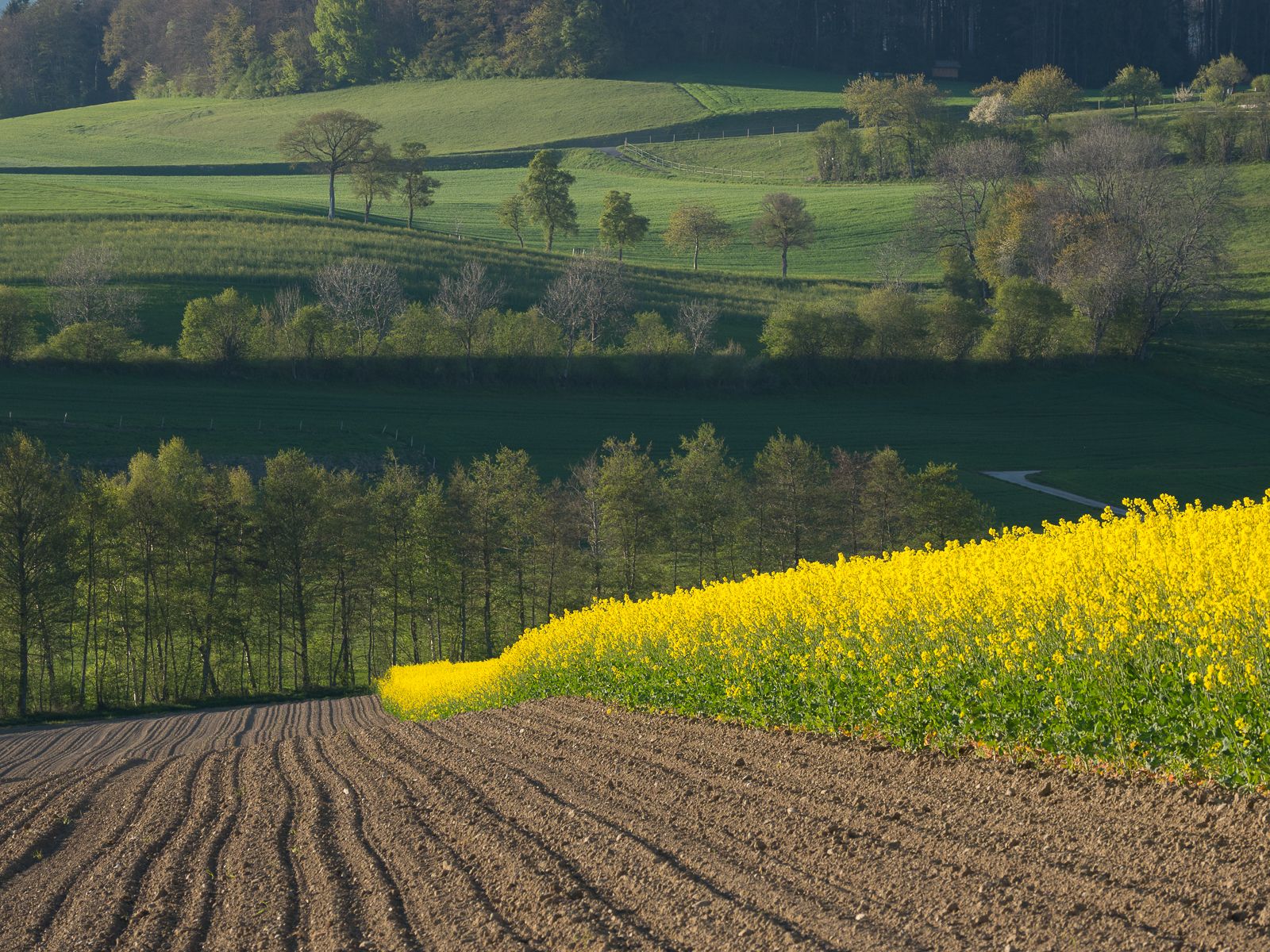 Rape fields in Spring, Switzerland