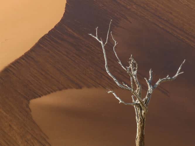 Red dune and tree