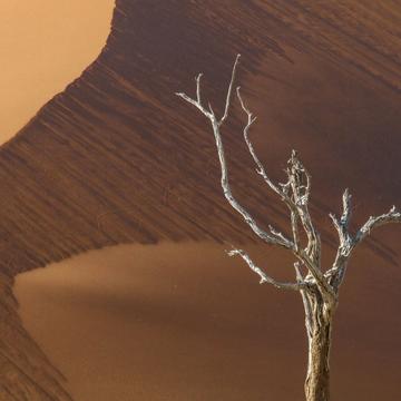 Red dune and tree, Namibia