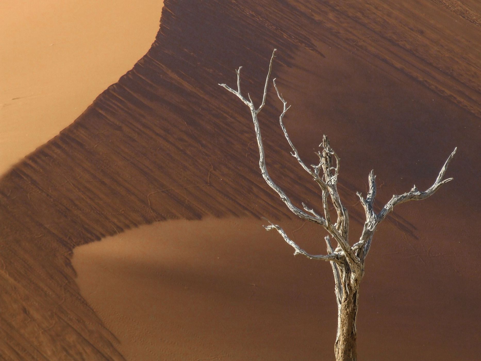 Red dune and tree, Namibia