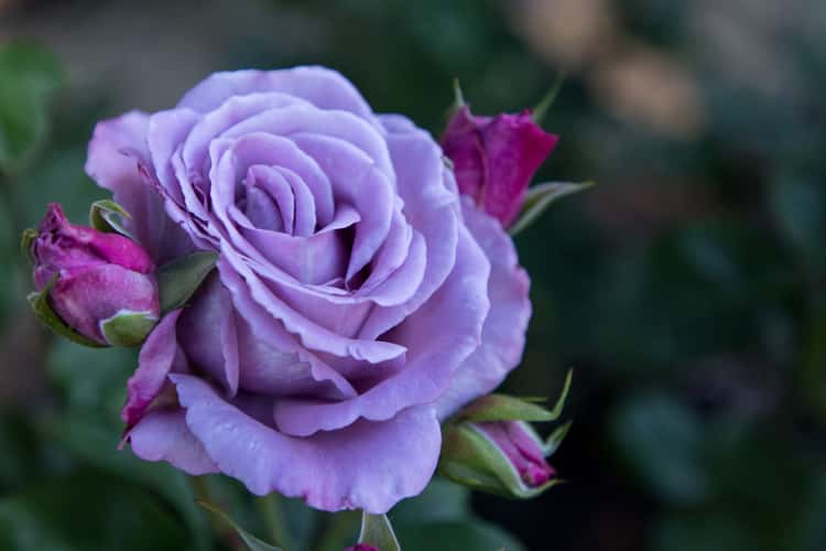 Rose Garden, Portland