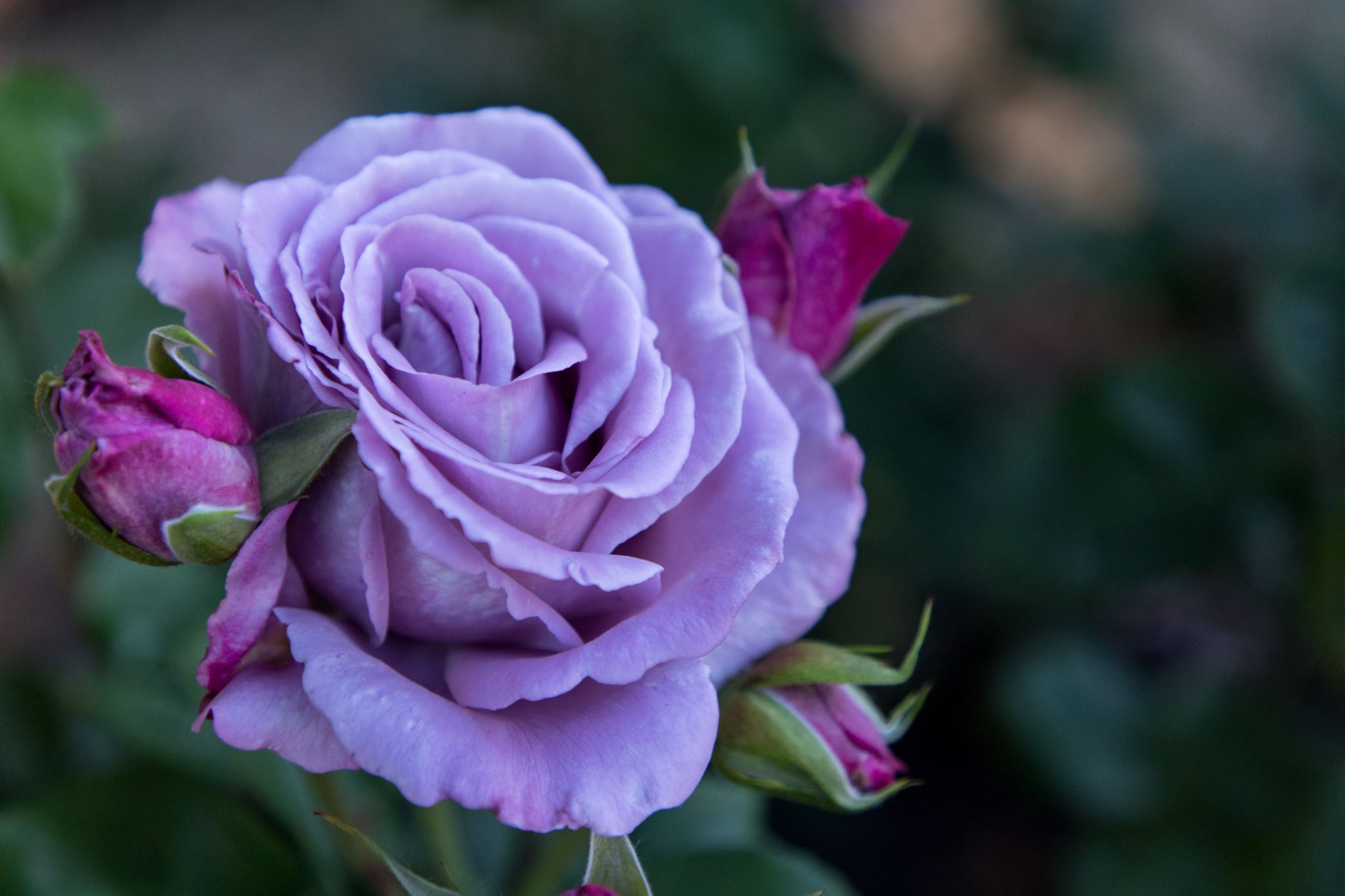 Rose Garden, Portland, USA