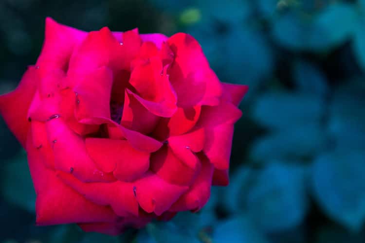 Rose Garden, Portland