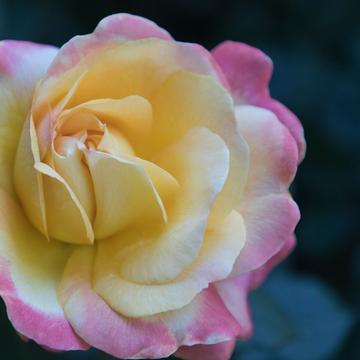 Rose Garden, Portland, USA