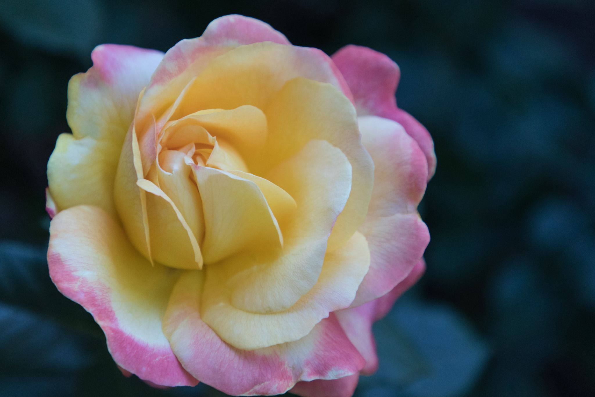 Rose Garden, Portland, USA