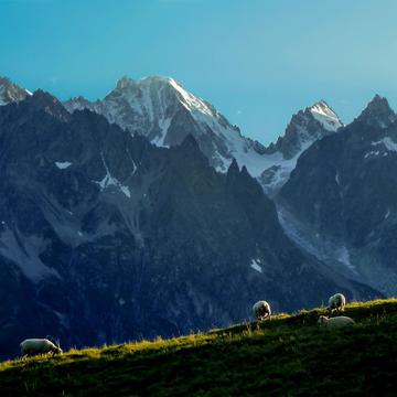 sheeps at Bavon et Vichères, Switzerland