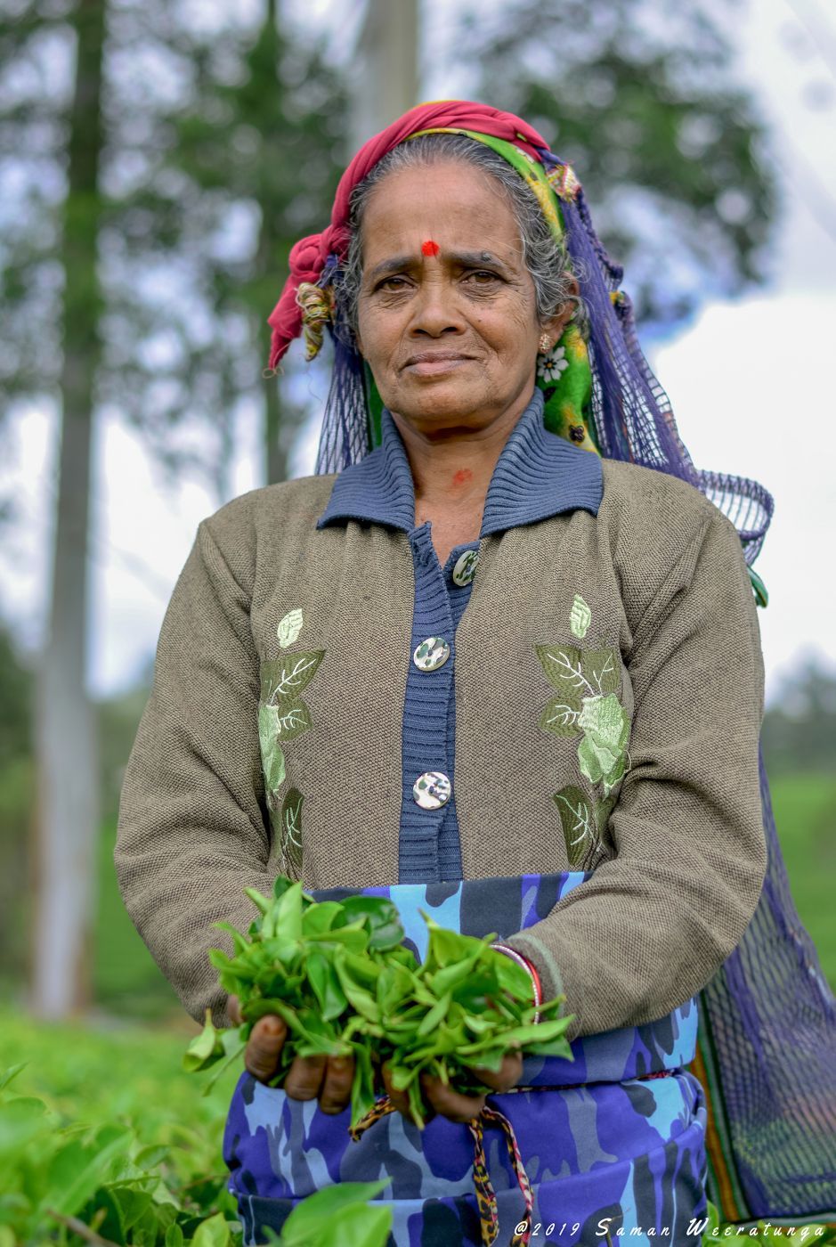 Sri Lankan Traditional Tea Pluckers, Sri Lanka