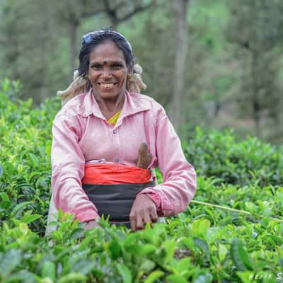 Sri Lankan Traditional Tea Pluckers, Sri Lanka