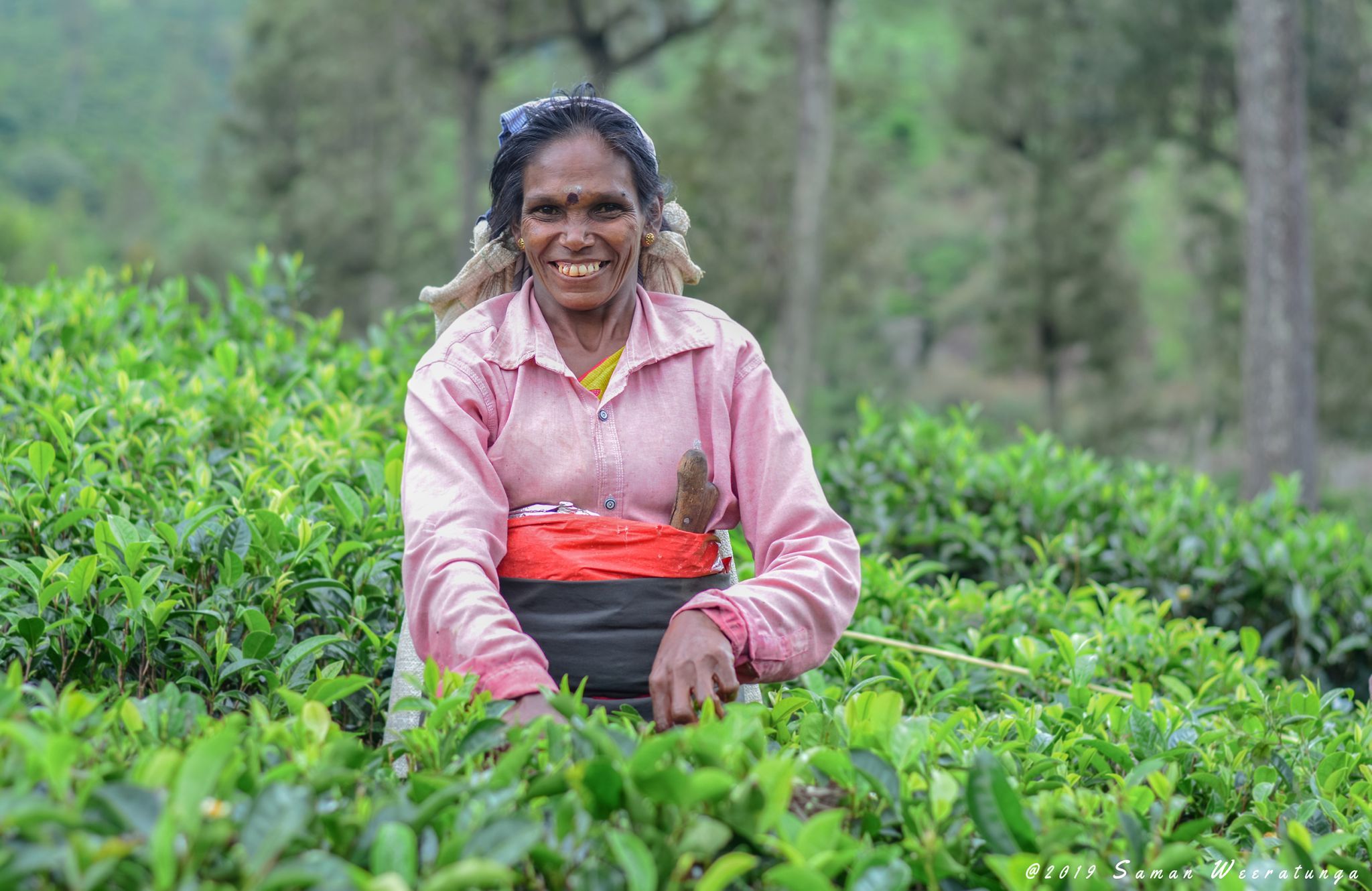 Sri Lankan Traditional Tea Pluckers, Sri Lanka