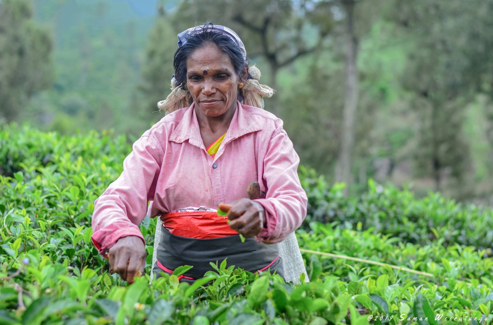 Sri Lankan Traditional Tea Pluckers, Sri Lanka