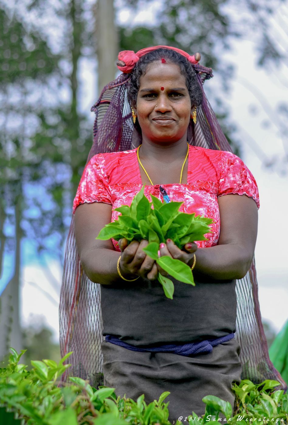 Sri Lankan Traditional Tea Pluckers, Sri Lanka
