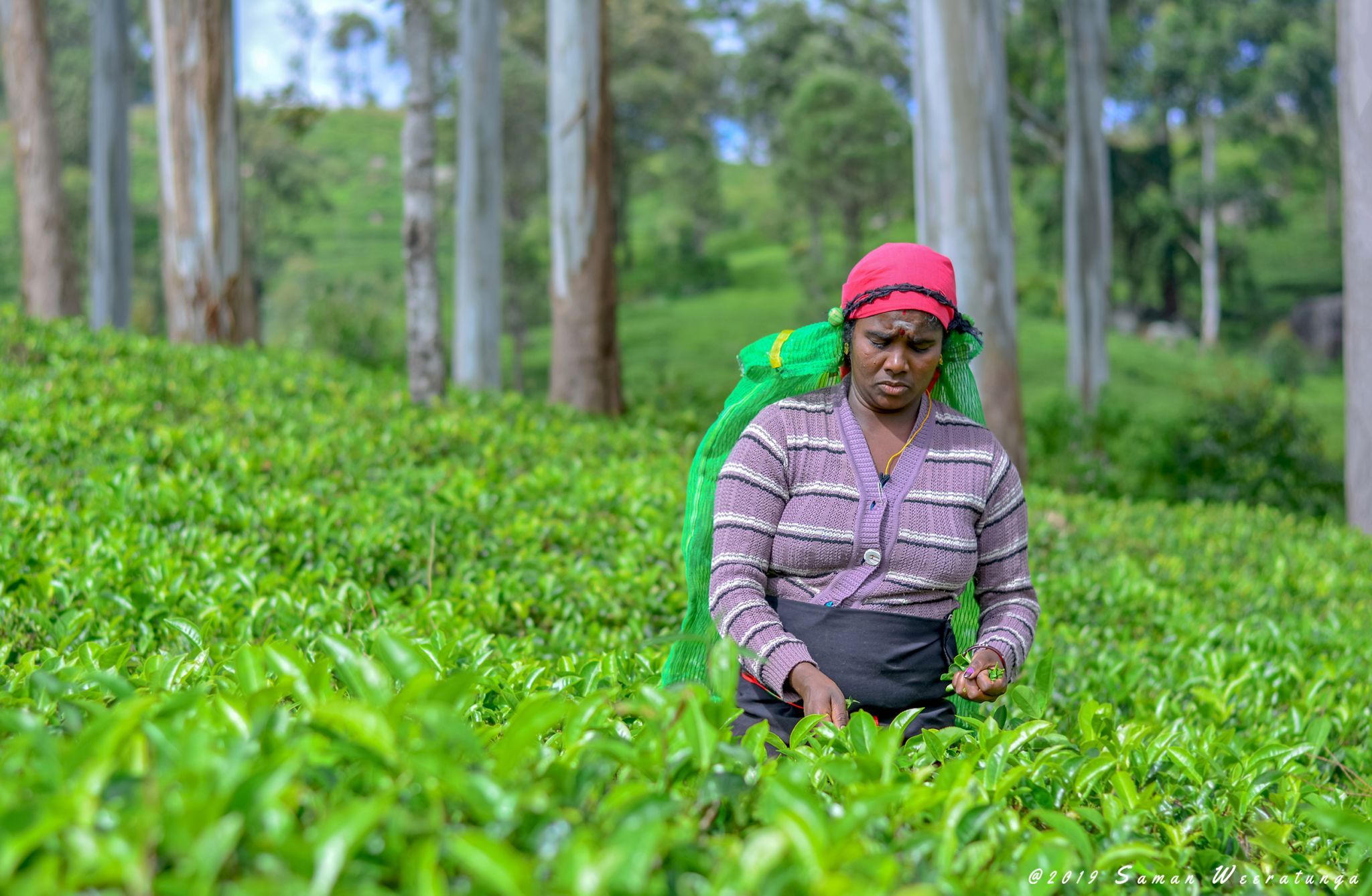 Sri Lankan Traditional Tea Pluckers, Sri Lanka