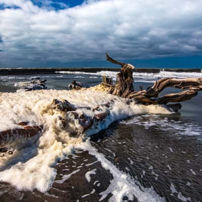 Tree Log surf foam at Patea North Island, New Zealand