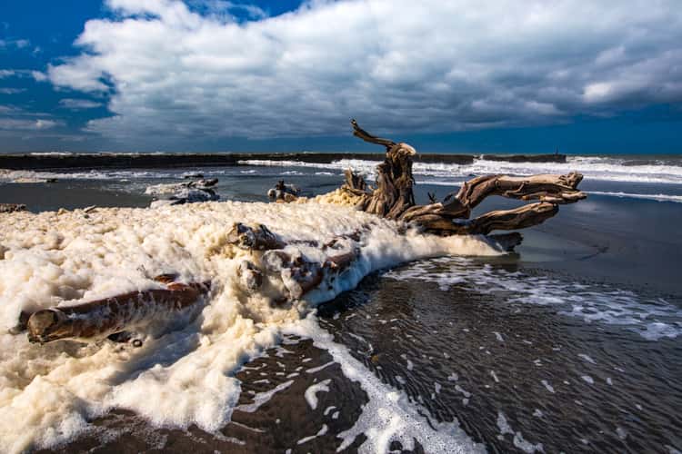 Tree Log surf foam at Patea North Island