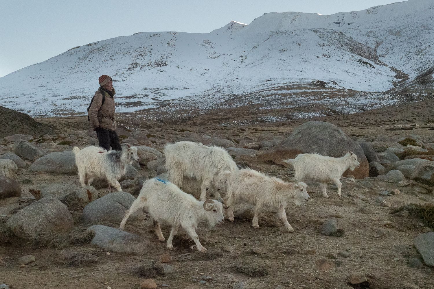 Upper Tso Moriri lands, India