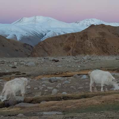 Upper Tso Moriri lands, India