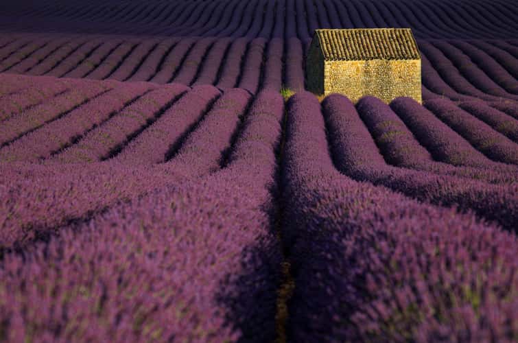 Waves of Lavender, Valensole