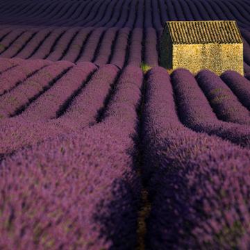 Waves of Lavender, France