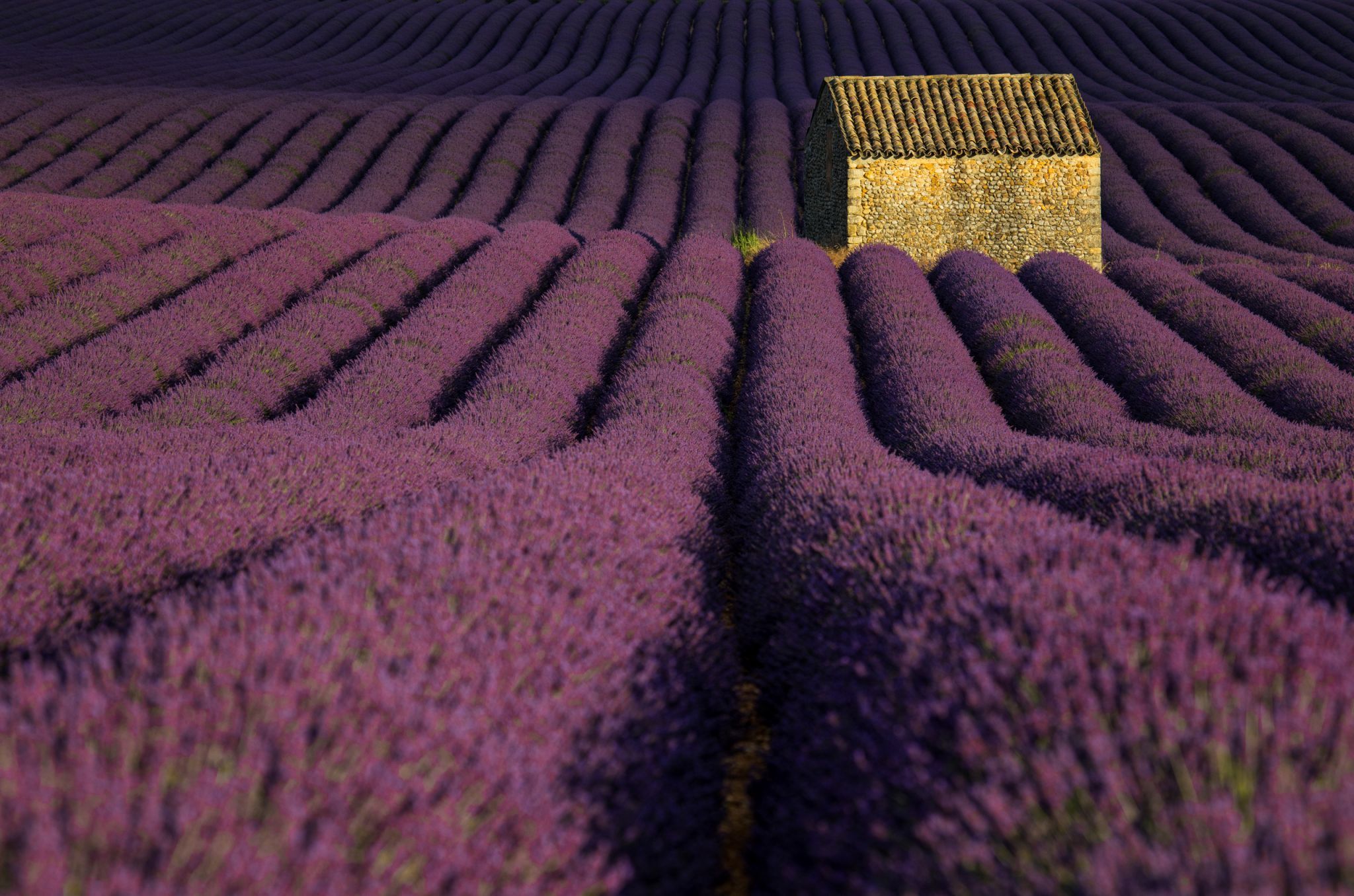 Waves of Lavender, Valensole, France