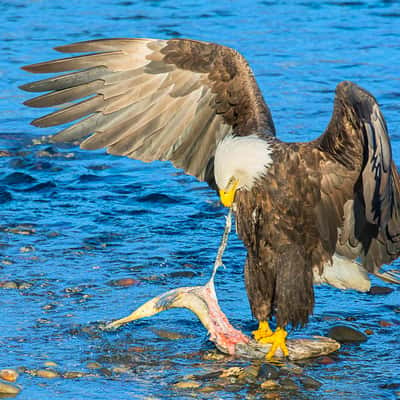 Bald Eagle @ Breakfast, USA