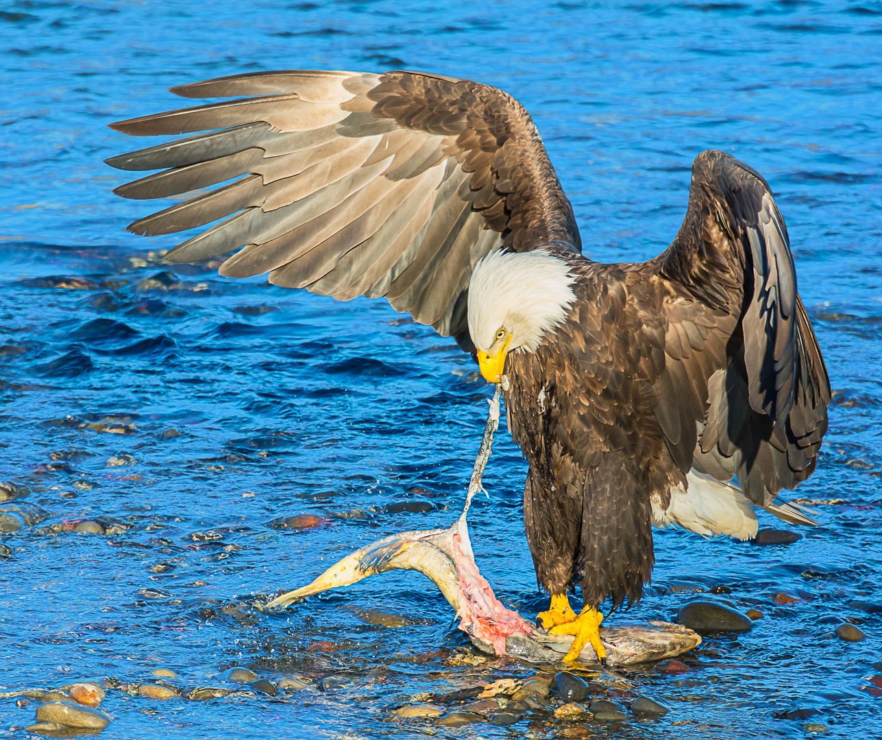 Bald Eagle @ Breakfast, USA