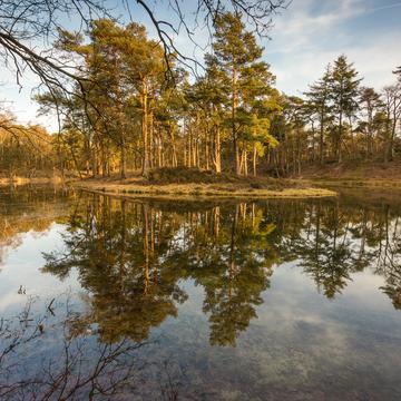 Birkhoven forest pond, Netherlands
