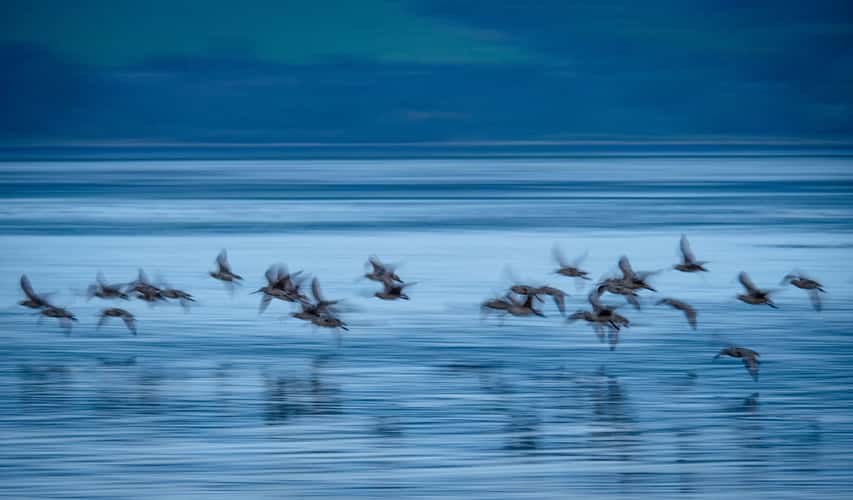 Blue birds on Tamales Bay