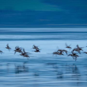 Blue birds on Tamales Bay, USA