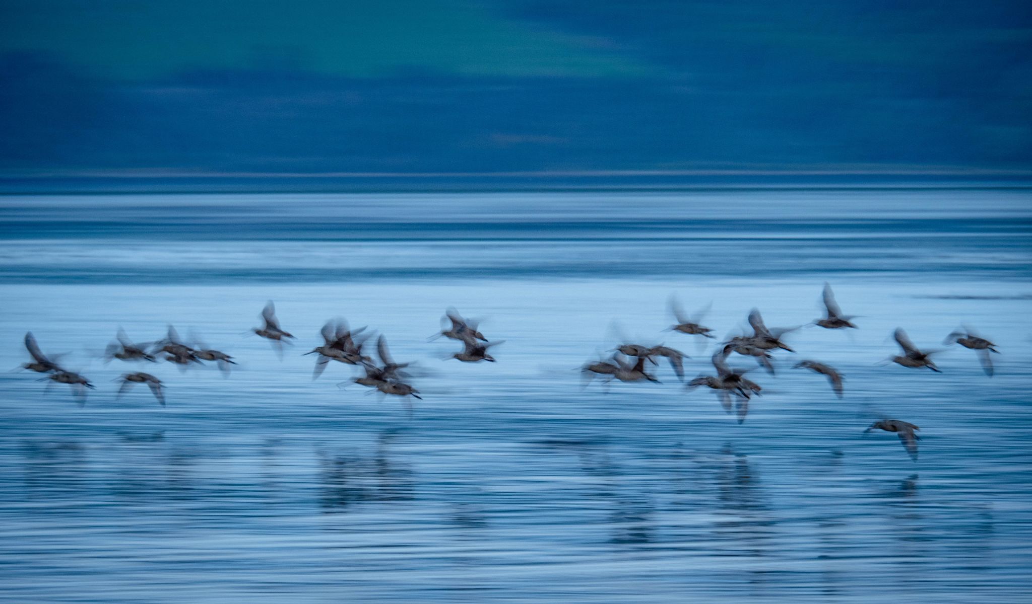 Blue birds on Tamales Bay, USA