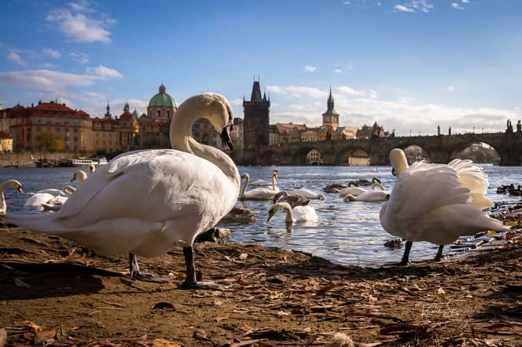 Charles Bridge and swan, Prague