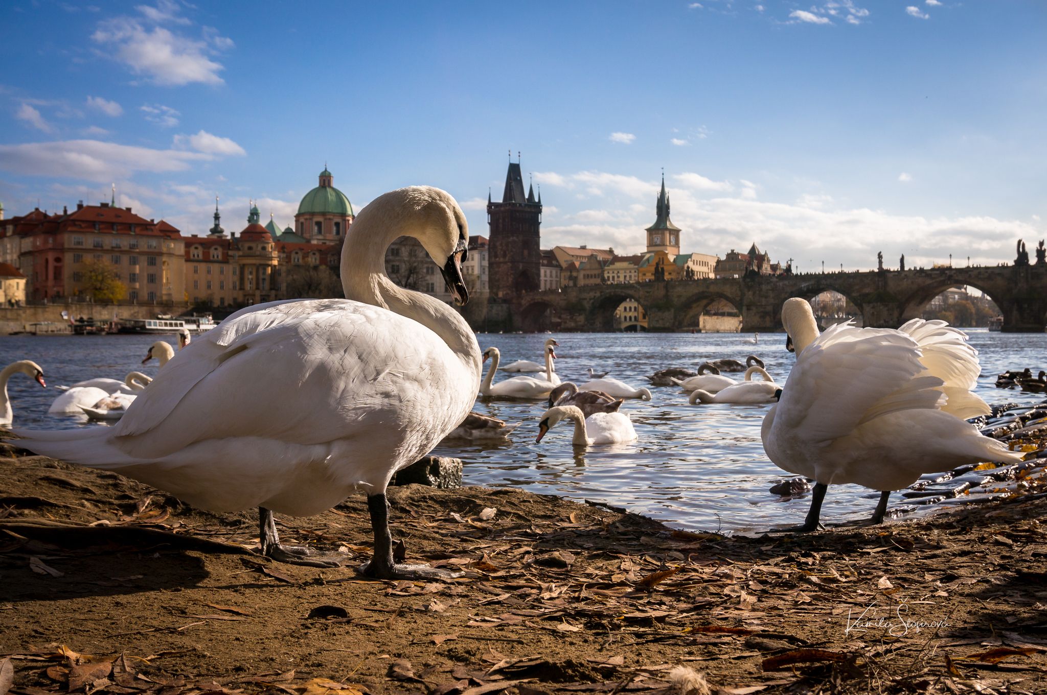 Charles Bridge and swan, Prague, Czech Republic