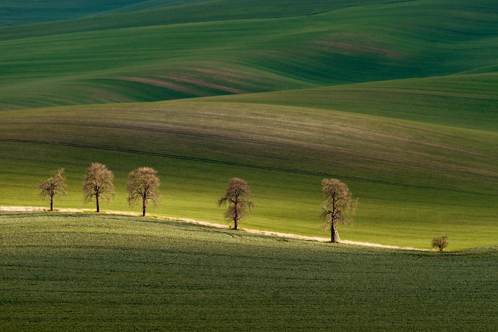 Chestnuts Avenue, Moravia, Czech Republic